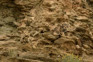 Pallas cat in Ladakh at Hanle 2024-2025