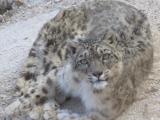 Snow Leopard Leh