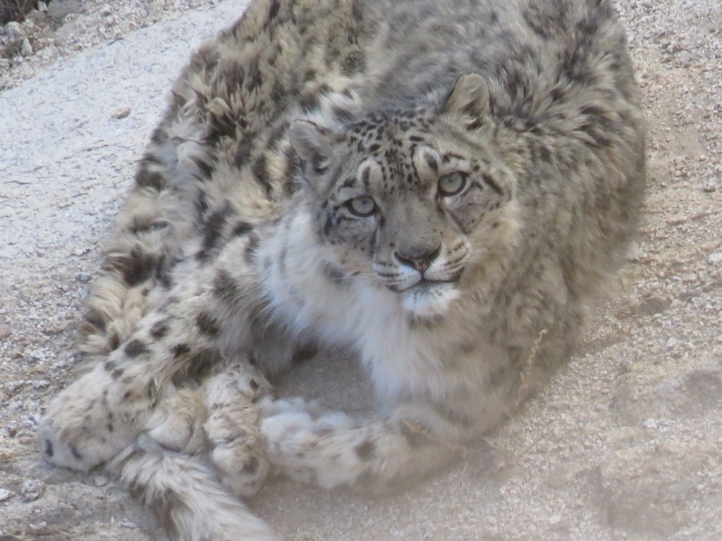 2020 Survival Of The Snow Leopard